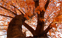 接码短信社区平台