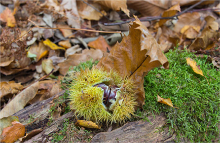 短信呼叫轰炸app